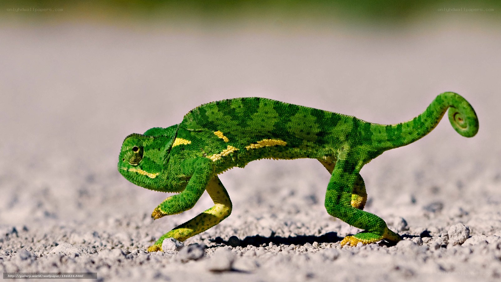 Green chameleon on gravel