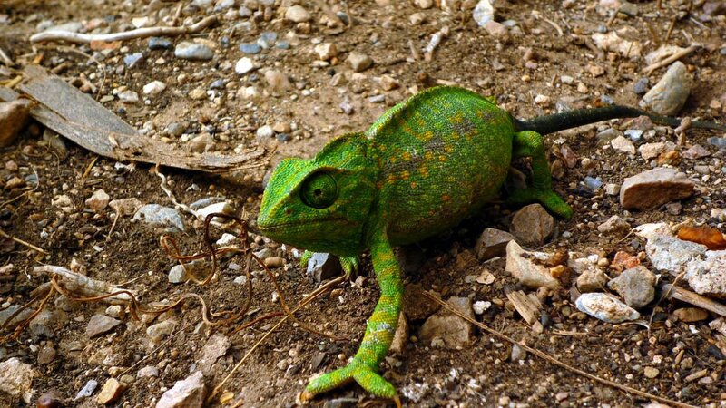 green chameleon on ground