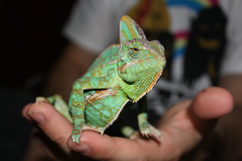 green chameleon on hand
