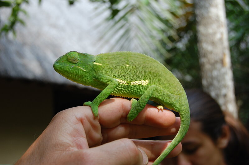 green chameleon on hand