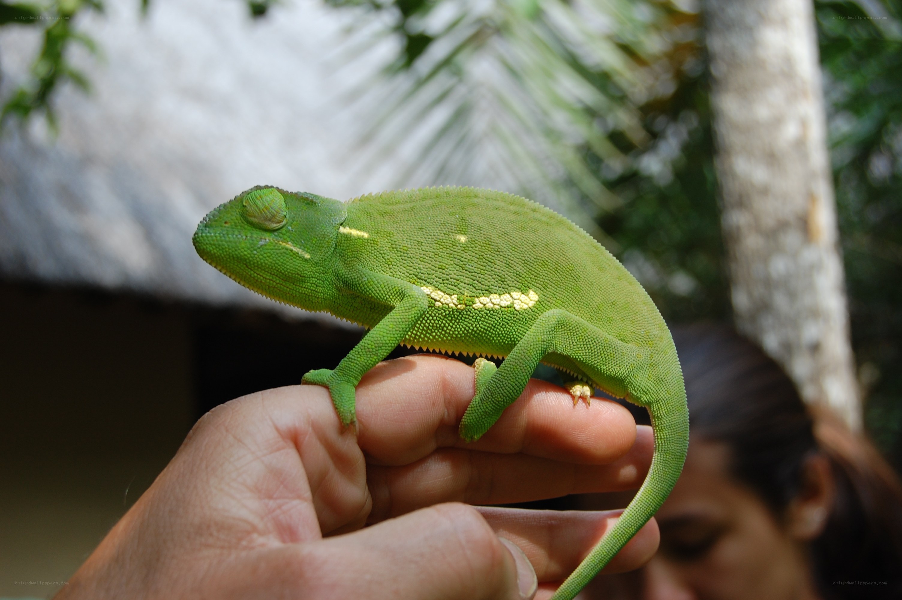 green chameleon on hand