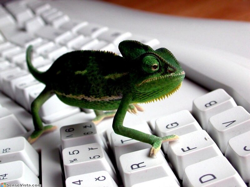Green Chameleon on Keyboard — Curious, Computer