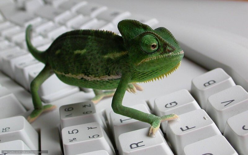 Green Chameleon on Keyboard — Curious, Photograph, Computer