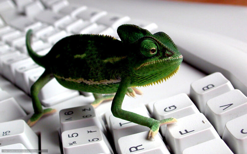 Green Chameleon on Keyboard — Curious, Photograph