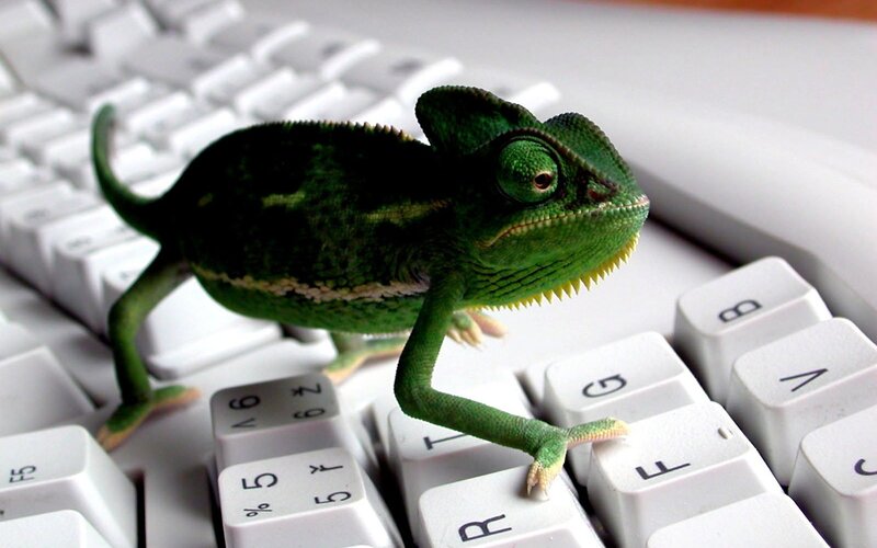 Green Chameleon on Keyboard — White