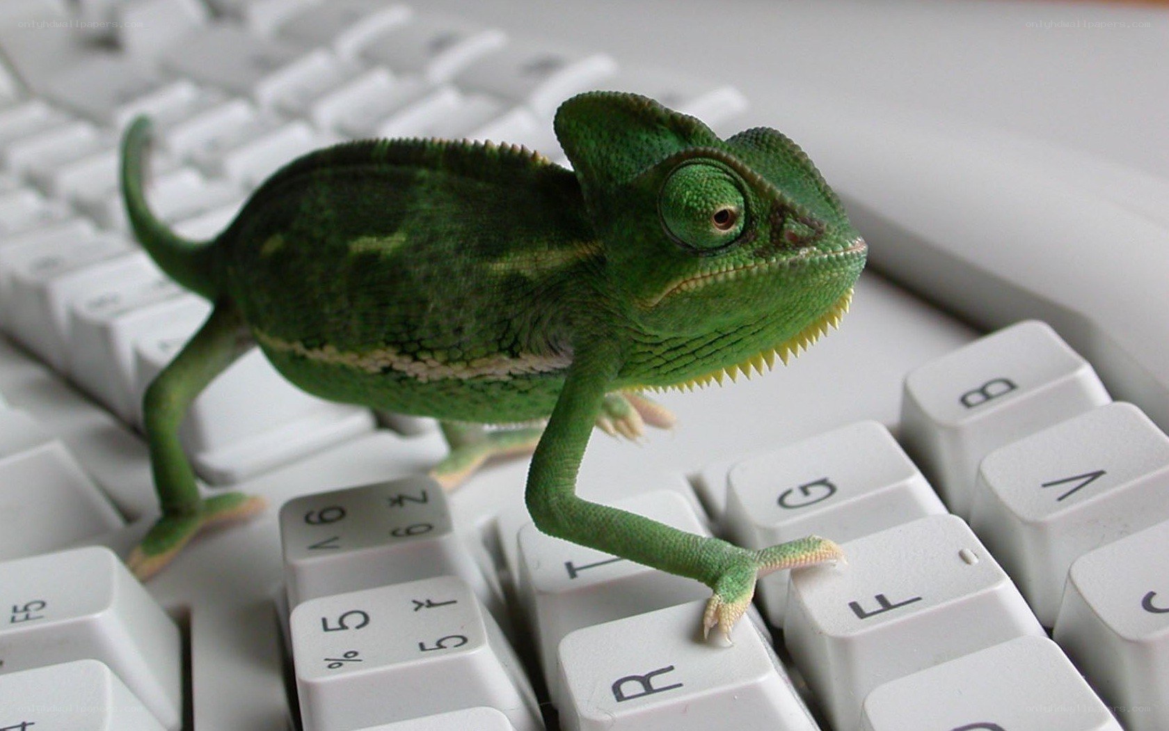 green chameleon on keyboard