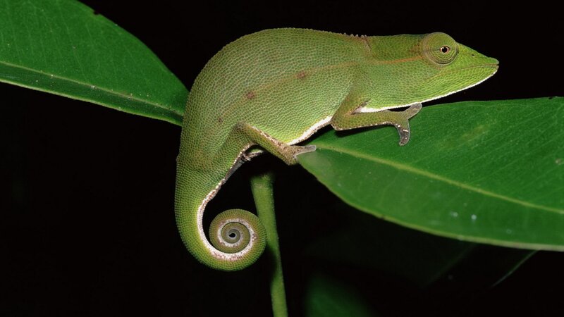 Green chameleon on leaf
