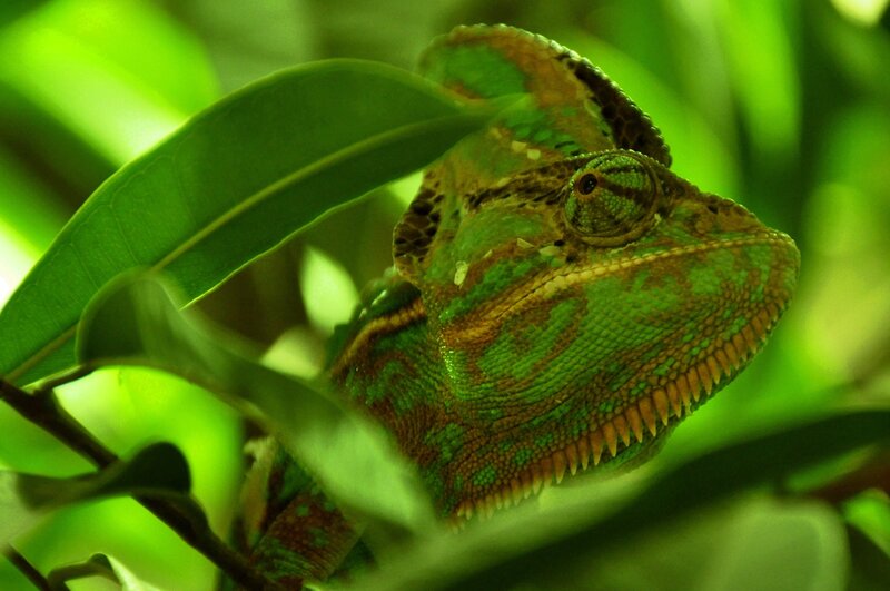 Green Chameleon on Leaf — Calm, Photograph, Branch