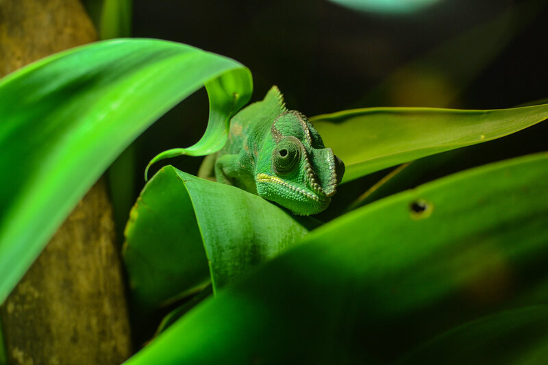Green Chameleon on Leaf — Calm, Photograph, Plant