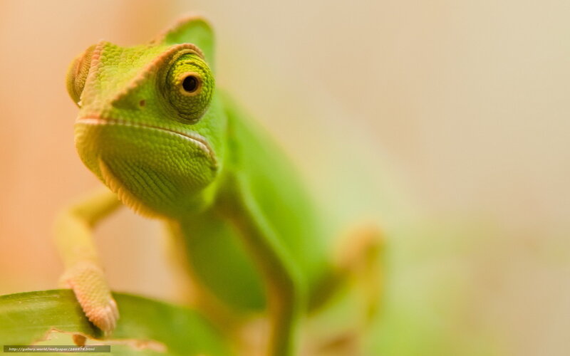 Green Chameleon on Leaf — Calm, Photograph