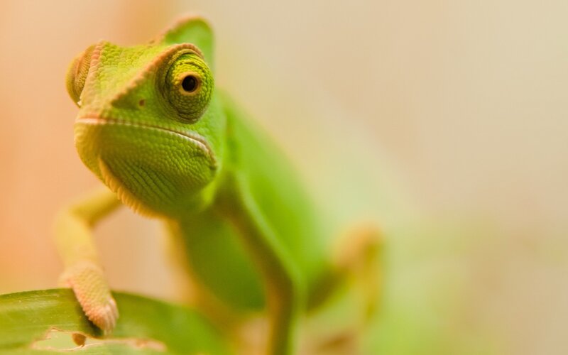 Green Chameleon on Leaf — Calm