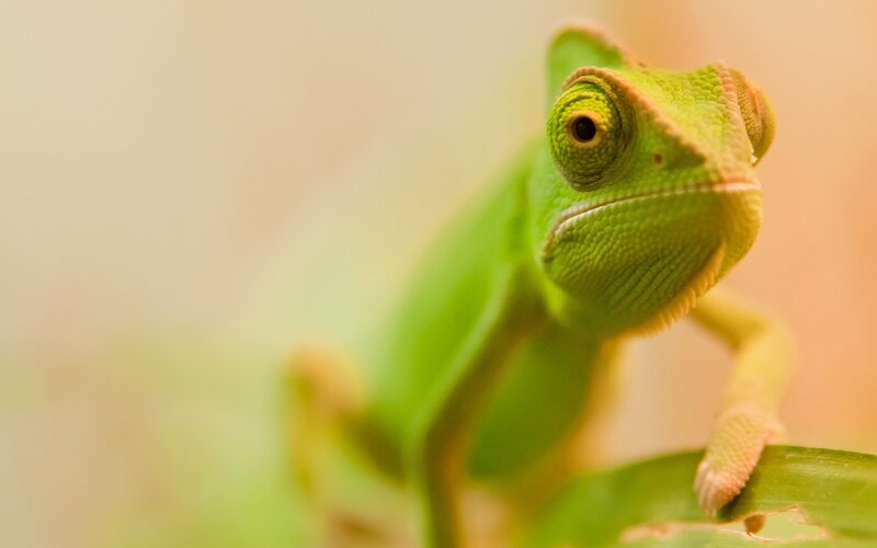 Green Chameleon on Leaf — Yellow