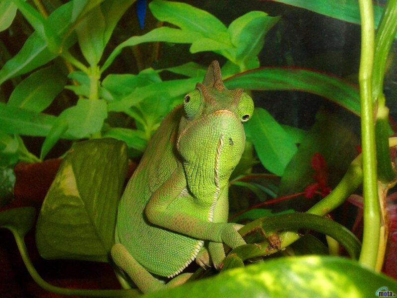 Green Chameleon on Plant