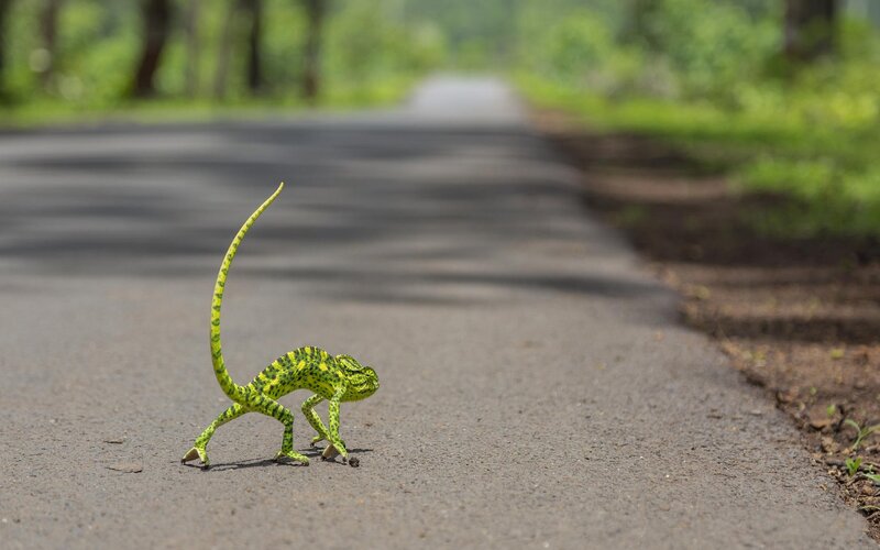 Green Chameleon on Road