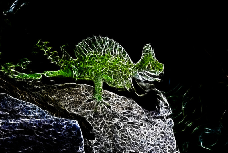 Green chameleon on rock