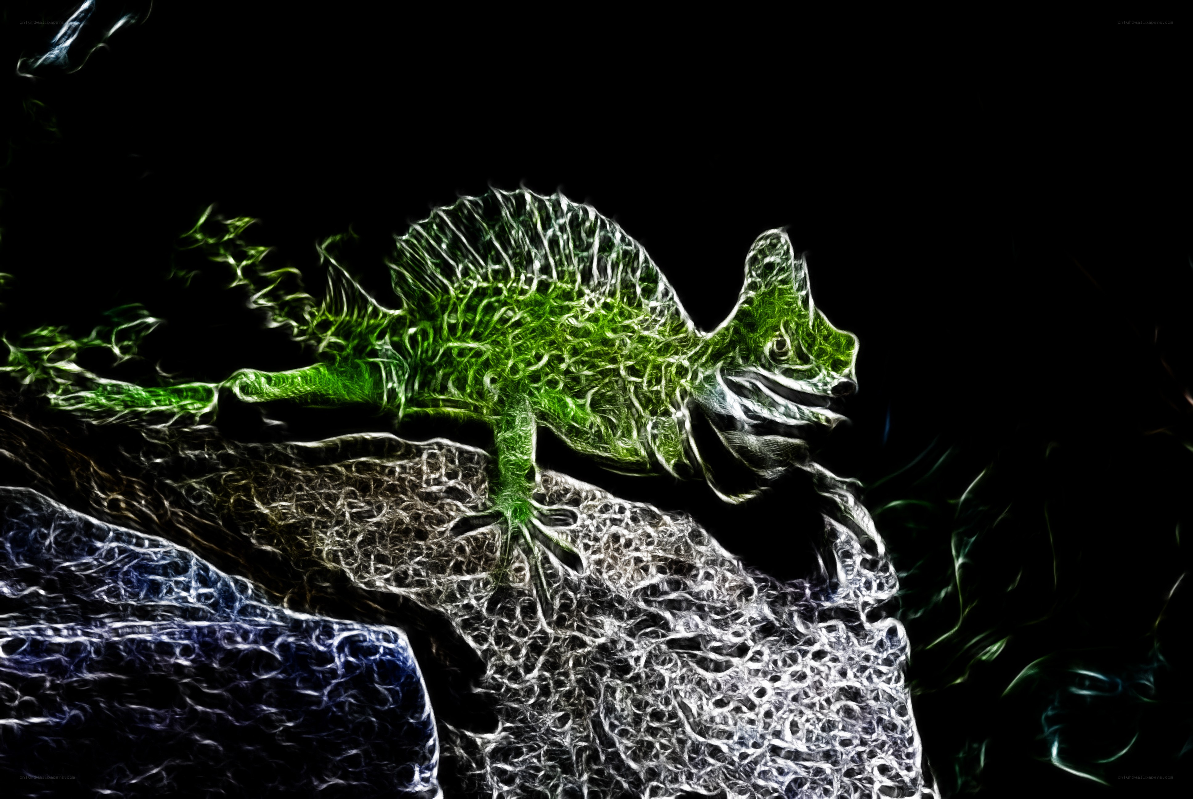 Green chameleon on rock