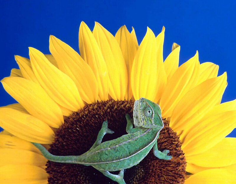 Green Chameleon on Sunflower — Yellow