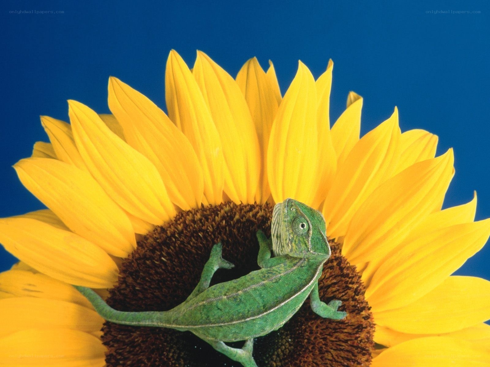 Green chameleon on sunflower