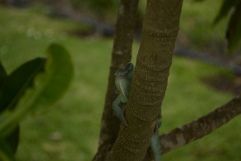 Green Chameleon on Tree — Calm