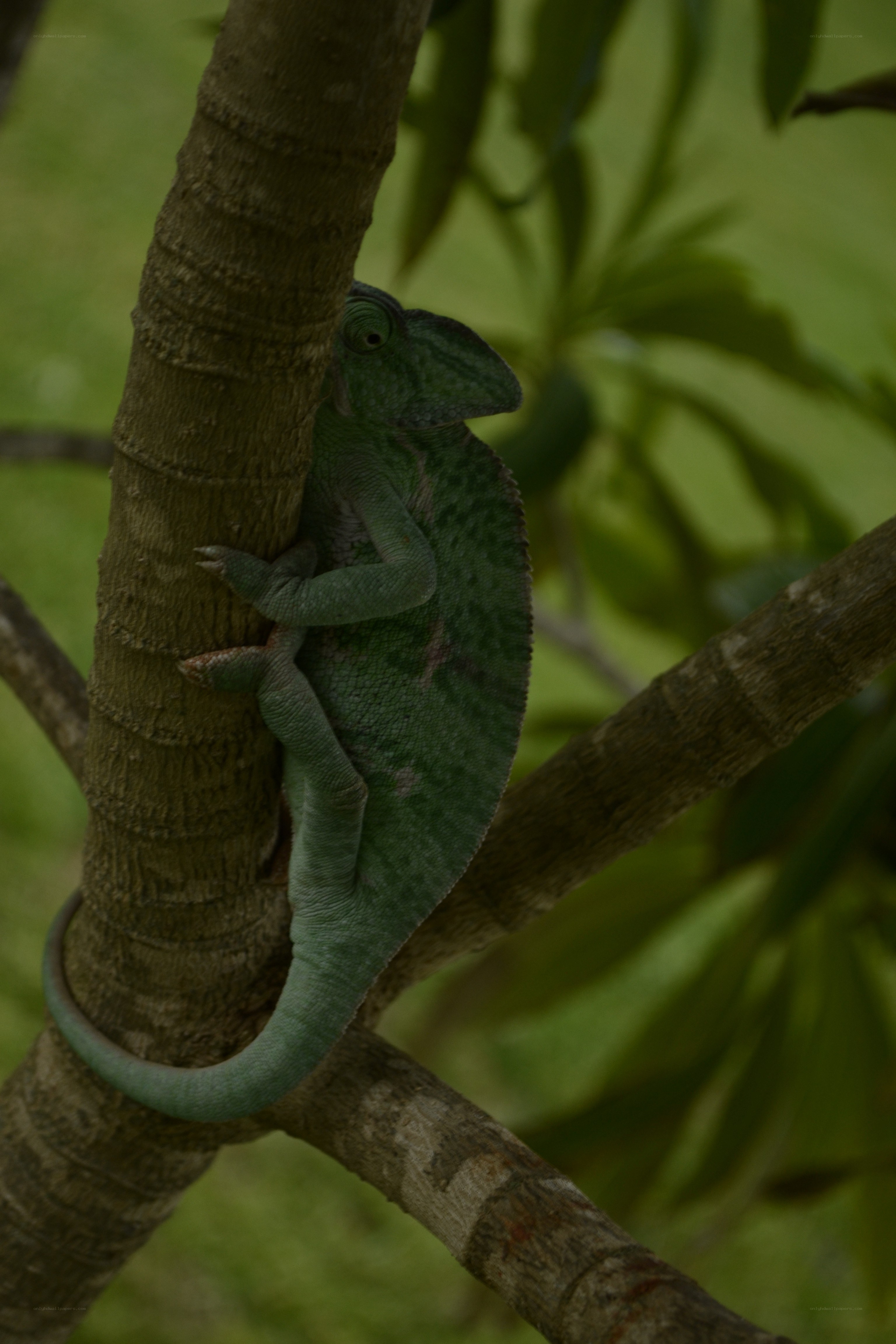 green chameleon on tree