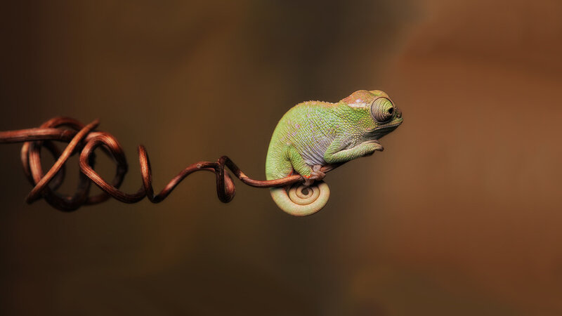 Green Chameleon on Vine — Calm, Photograph