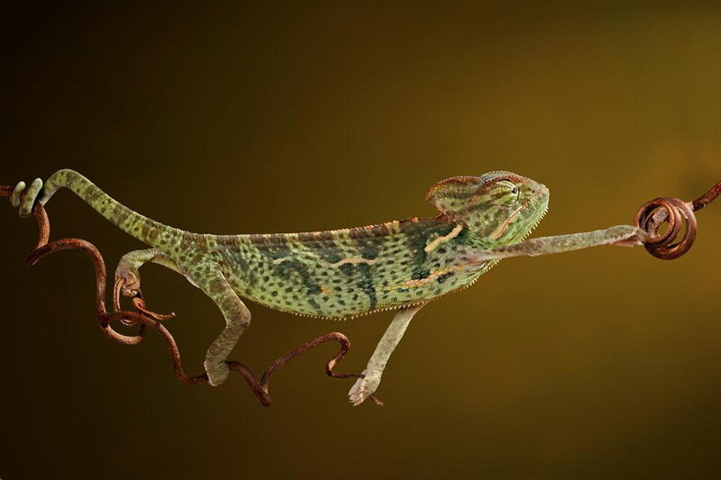 Green Chameleon on Vine — Calm