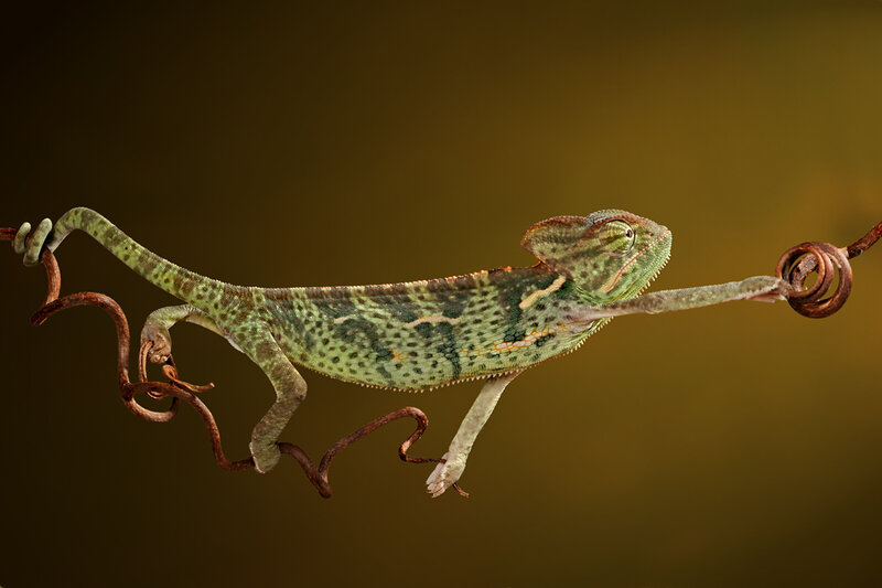 Green Chameleon on Vine — Dramatic