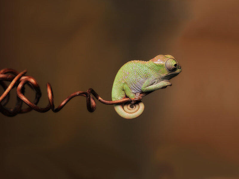 Green Chameleon on Vine