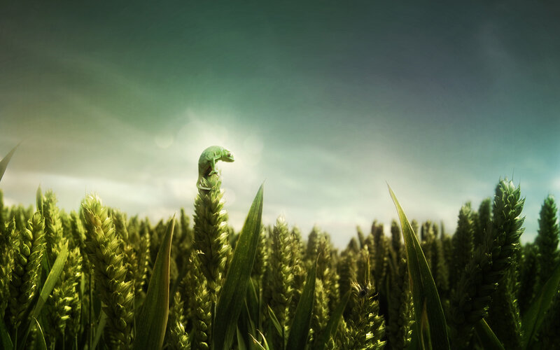 Green Chameleon on Wheat