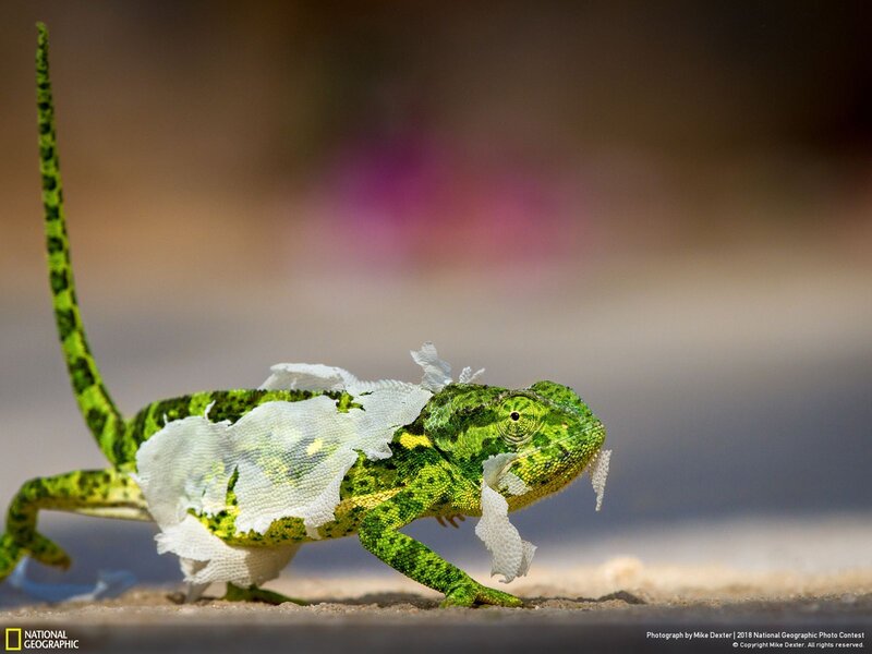 Green Chameleon Shedding Skin
