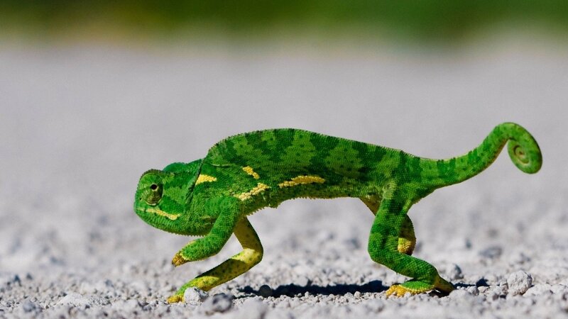 green chameleon walking
