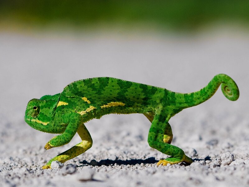 Green Chameleon Walking — Calm, Afternoon, Photograph, Gravel