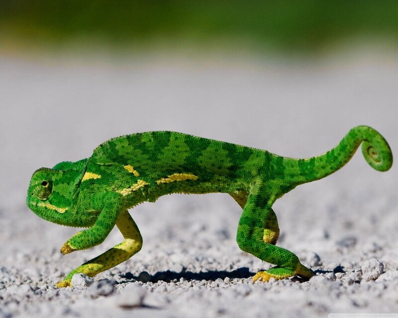 Green Chameleon Walking — Calm, Afternoon, Photograph