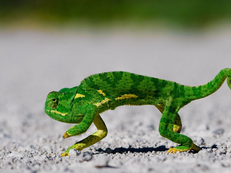 Green Chameleon Walking — Calm, Afternoon