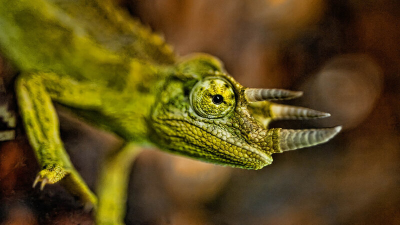 Green Chameleon with Horns — Natural