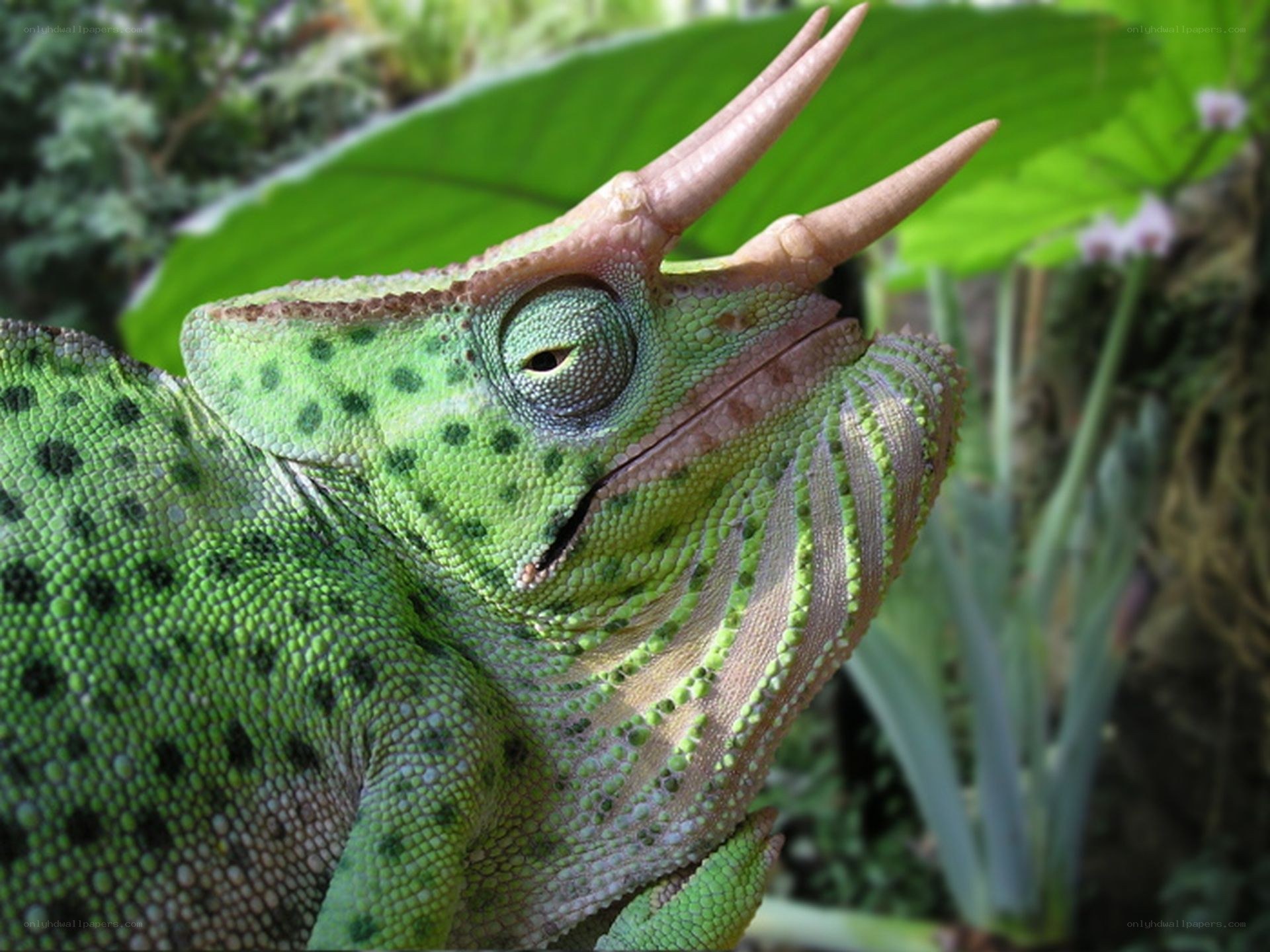 green chameleon with horns