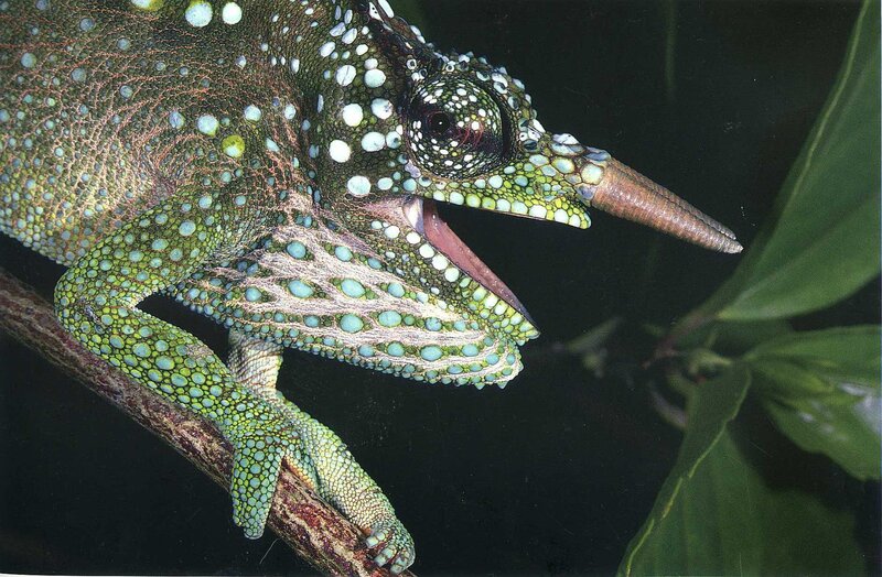 green chameleon with spots
