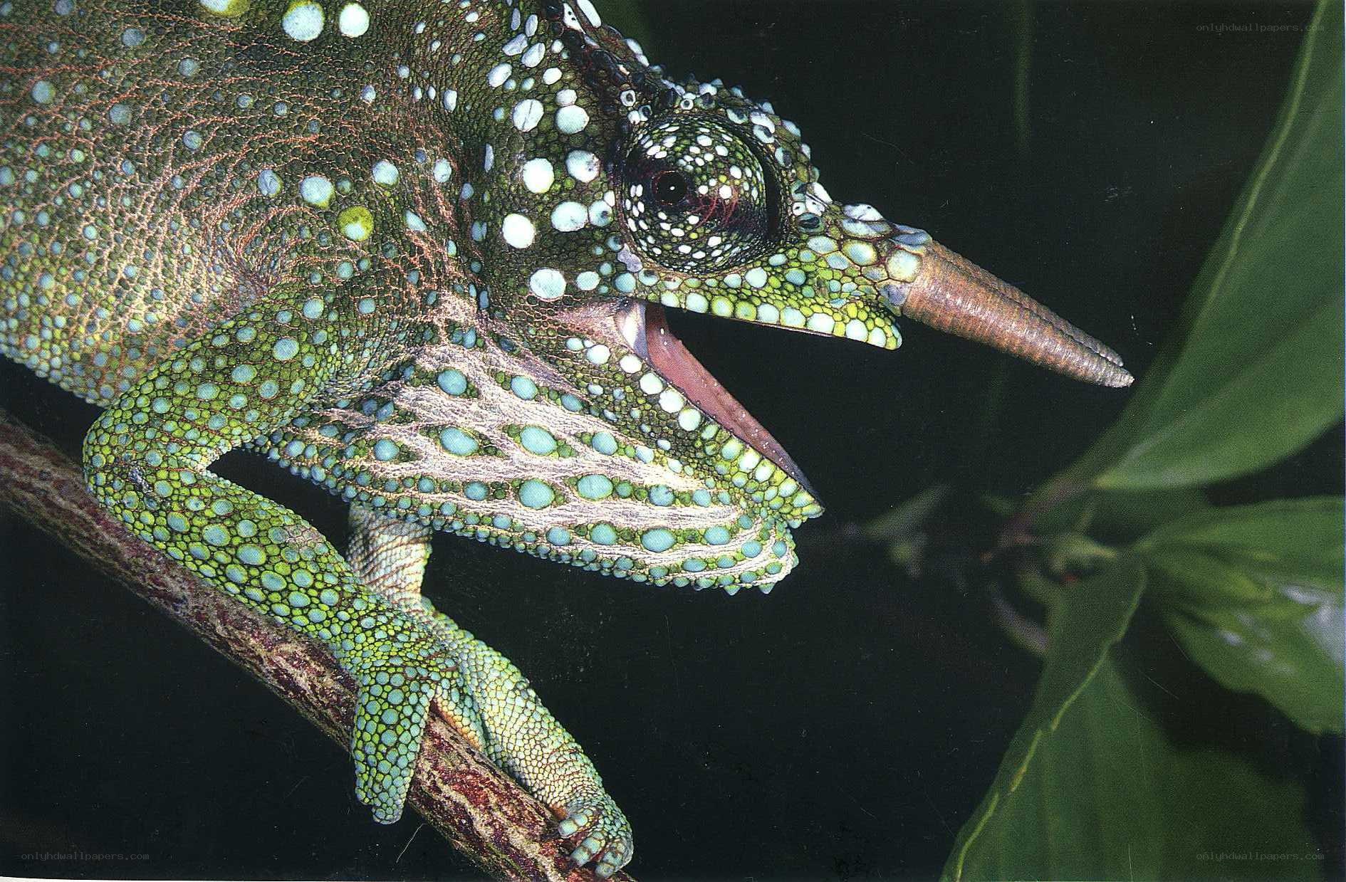 green chameleon with spots