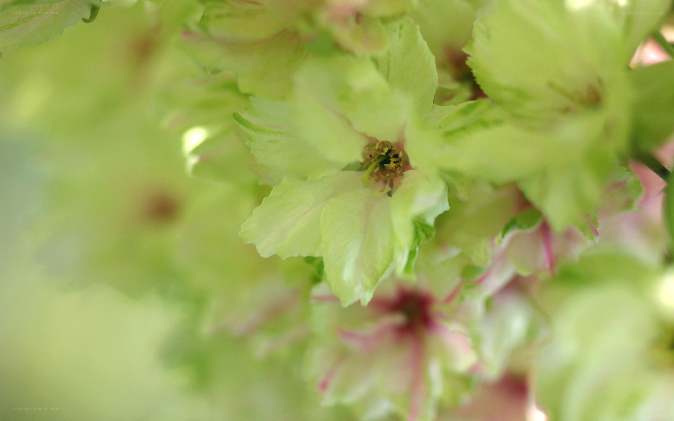 Green cherry blossoms in bloom