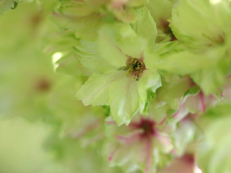 Green Cherry Blossoms
