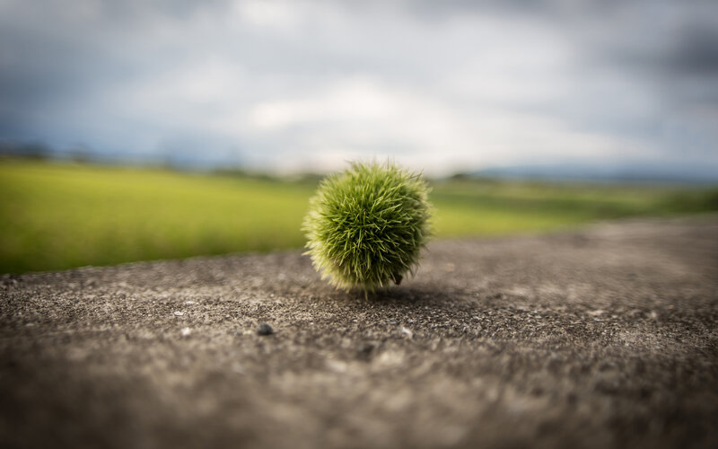 Green Chestnut Burr