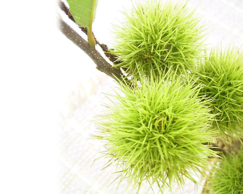 Green Chestnut Burrs — Calm
