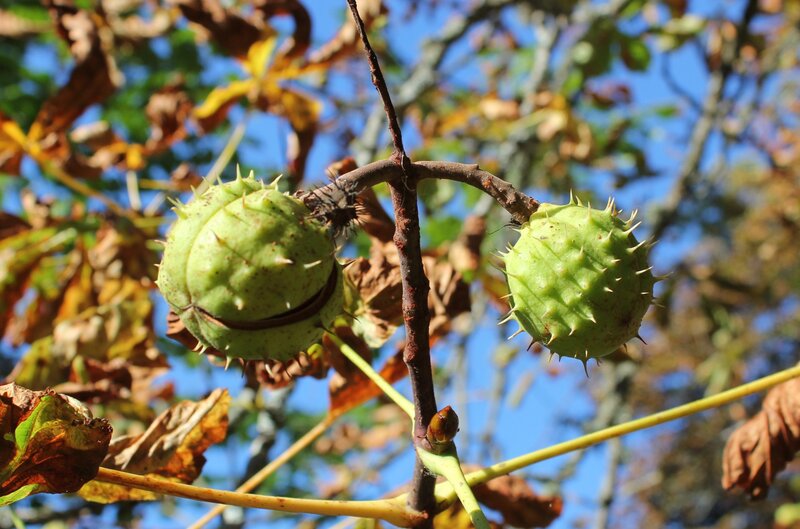 Green Chestnut Burrs — Natural
