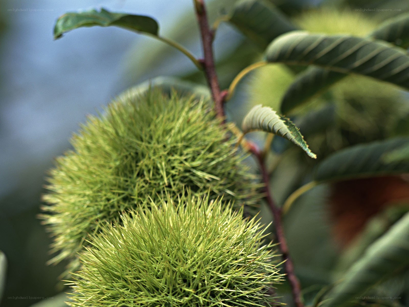 Green chestnut burrs on a tree