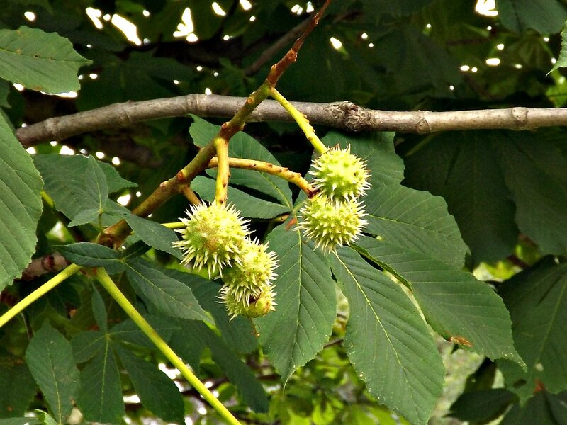 Green Chestnut Burrs
