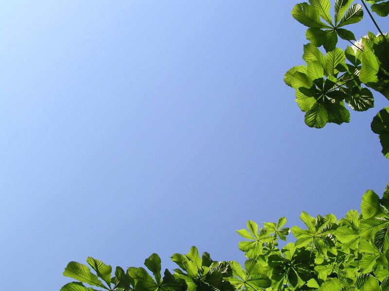 Green Chestnut Leaves — Blue