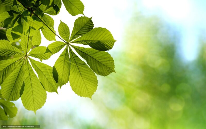 Green Chestnut Leaves — Serene, Afternoon