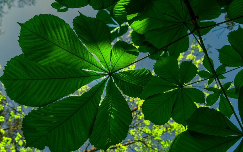 Green Chestnut Leaves — Serene, Spring