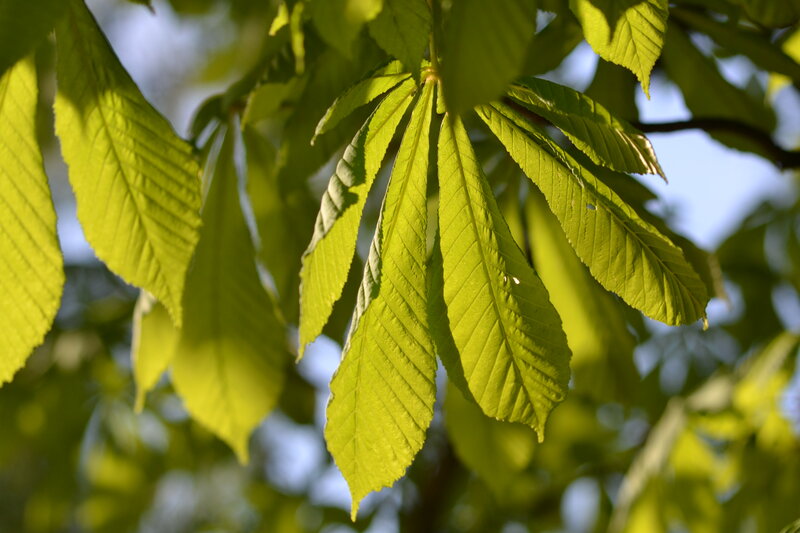 Green Chestnut Leaves — Serene