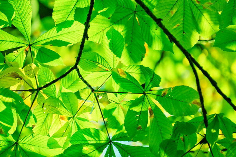 Green Chestnut Leaves
